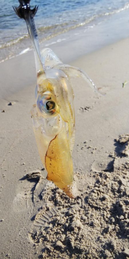 午後からエギングへ